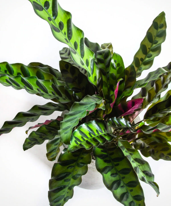 Calathea Lancifolia – Rattlesnake Plant