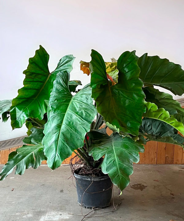 Philodendron ‘Weeks Red Hybrid’ – 17″ Pot