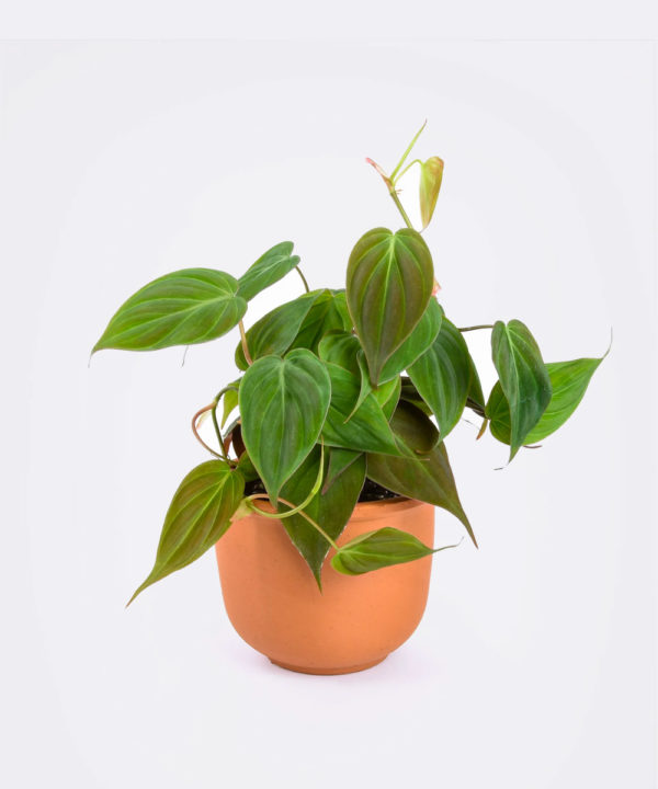 Philodendron ‘Micans’￼