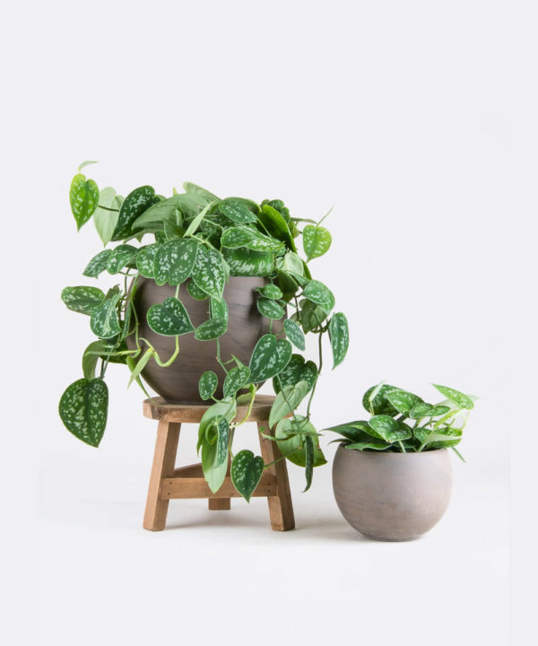 Scindapsus Pictus ‘Argyraeus’